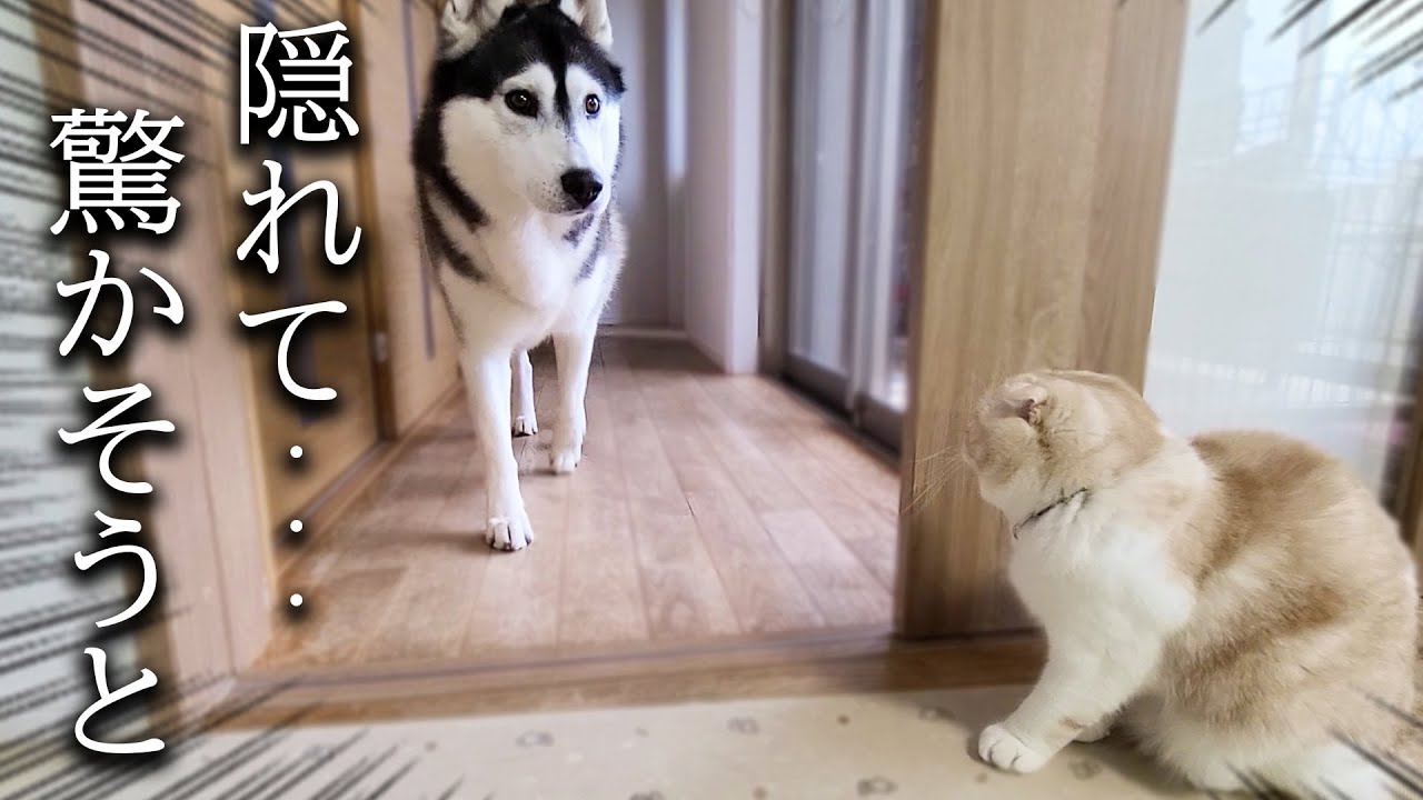 子猫がこっそり隠れてハスキー犬を驚かす瞬間がこちら...
