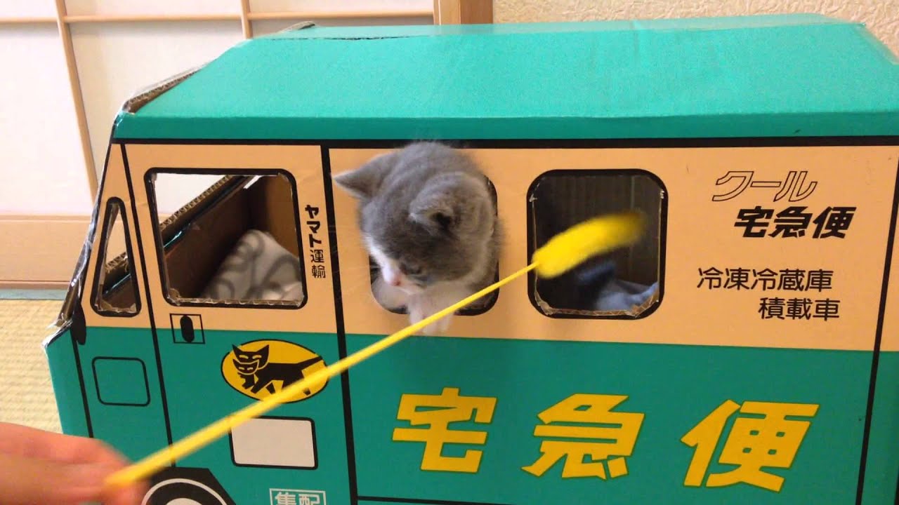 2015/06/14　セルカークレックスの梅子vol.1