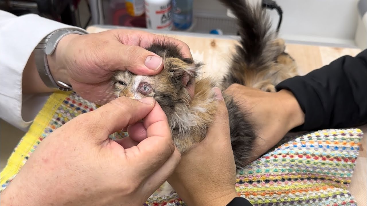 片目が癒着…先生の緊急処置が神業すぎました。【多頭飼育崩壊から保護されたスコティッシュフォールドの子猫達】 #4