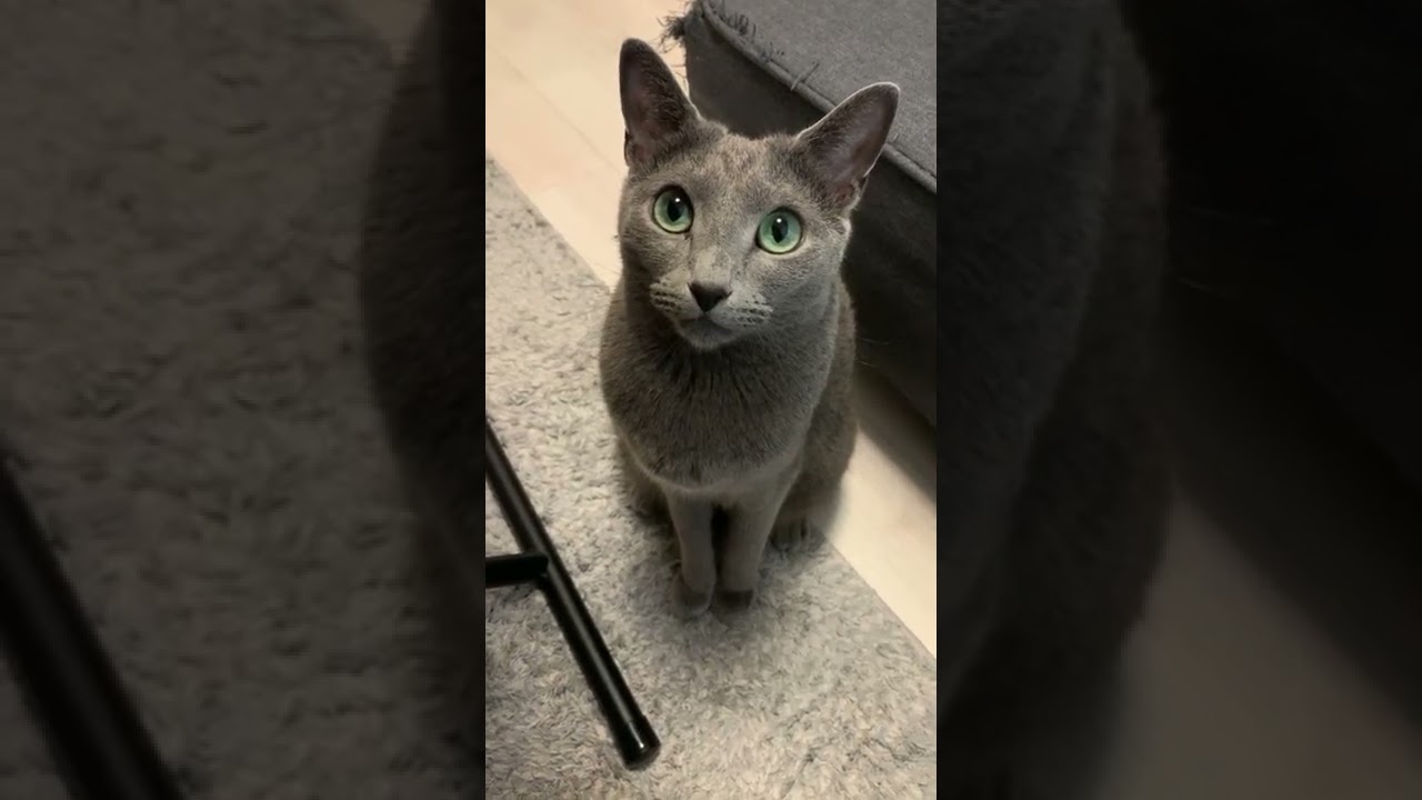 期待のまなざし【ロシアンブルー】 #Shorts