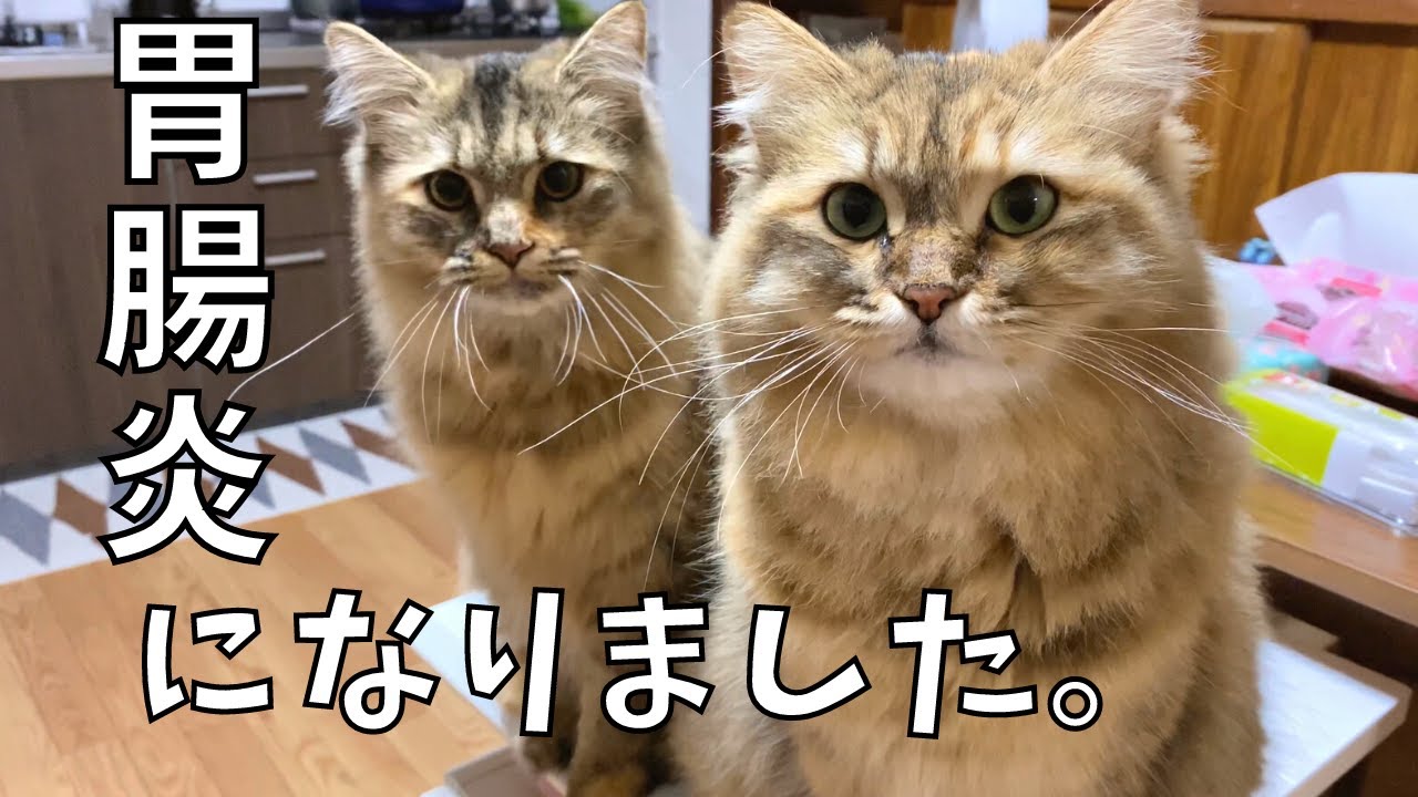 【胃腸炎】７匹中５匹が病気に💦【サイベリアン・ノルウェージャンフォレストキャット・多頭飼い】