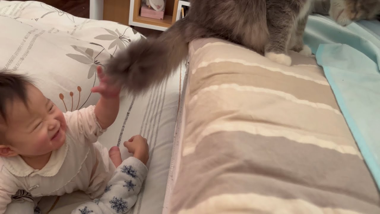しっぽで赤ちゃんを一本釣りする猫　ノルウェージャンフォレストキャット　A cat catching a baby with its tail