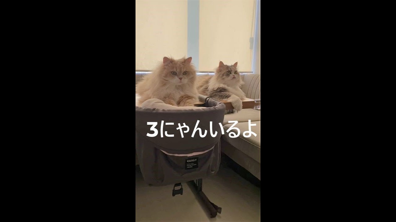 #Shorts【サイベリアン猫】3にゃんでまったり過ごす
