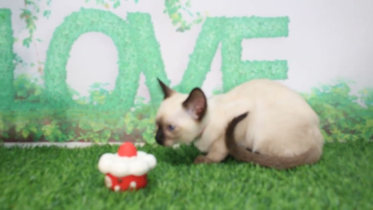 Coo&RIKU　No615523　トンキニーズ