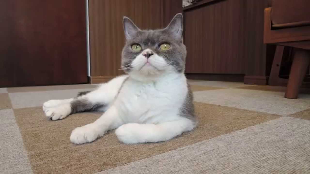 セルカークレックスのかぼすくん（わんにゃんCafe NeoNeo 1歳）