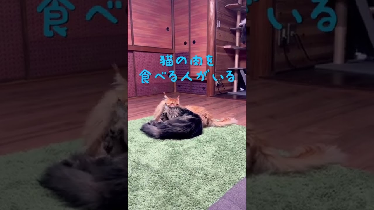 怖い話【メインクーン　ちゃちゃ】