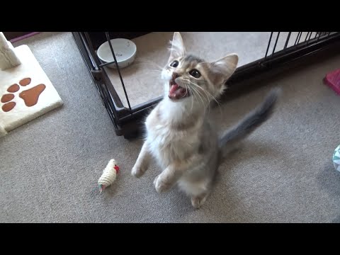 【かわいいソマリ】何か欲しい時の懇願する鳴き声-Meow of somali kitty when she want something【ふみふみ猫ミレイ】