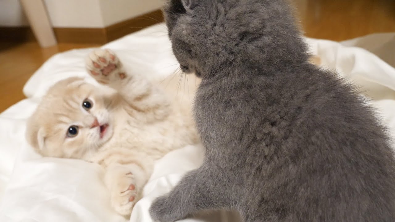 恐るべき抗争が勃発しましたwスコティッシュフォールドつむの子猫の成長記録 kitten and battle