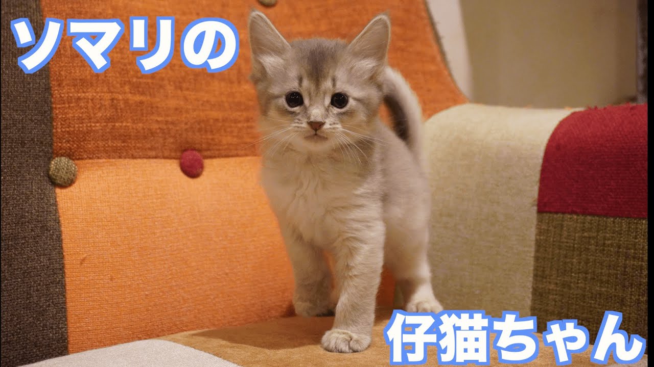 【ソマリ　子猫】とってもキュートなソマリの仔猫ちゃん❣️