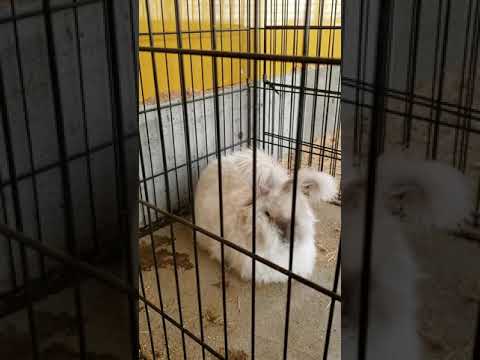 うさぎ、アンゴラ、ネザーランドドワーフ、ホーランドロップ、ヒマラヤン