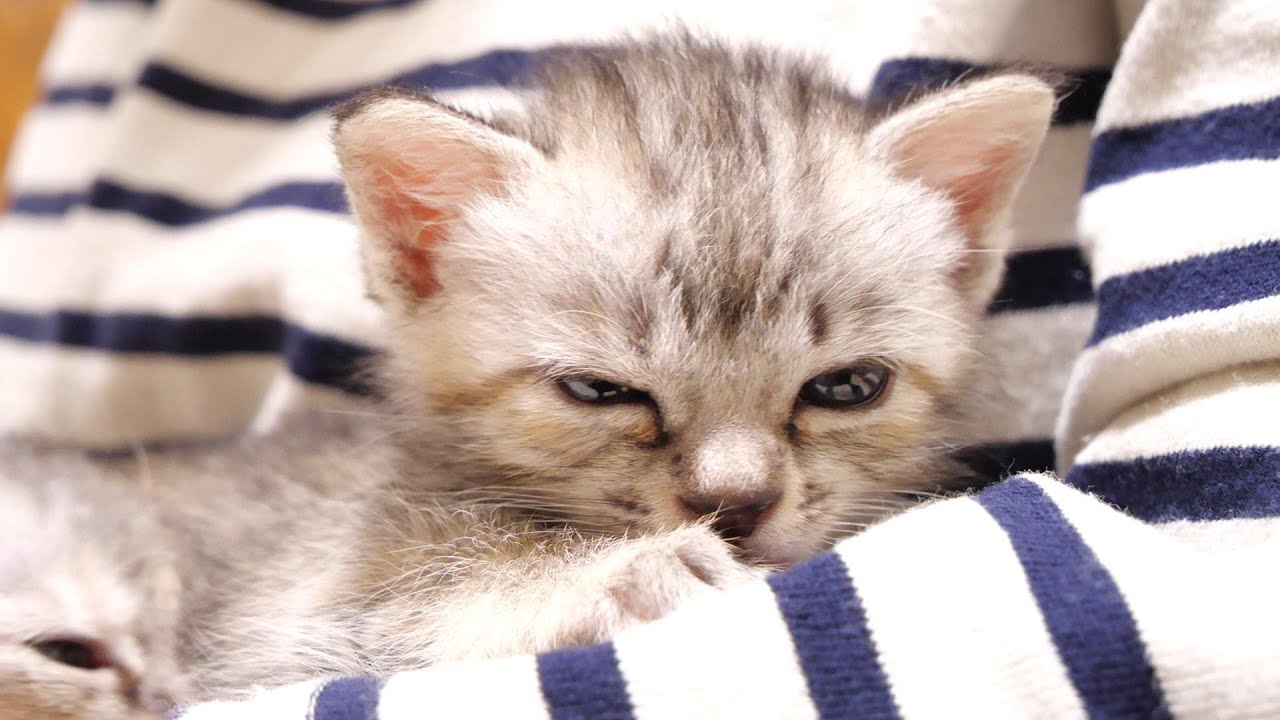 ママに抱っこされた子猫が幸せそうな顔でお昼寝をする【赤ちゃん猫　保護猫】