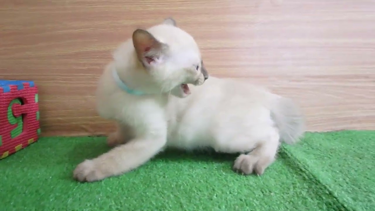 Coo&RIKU　No00581142 トンキニーズ