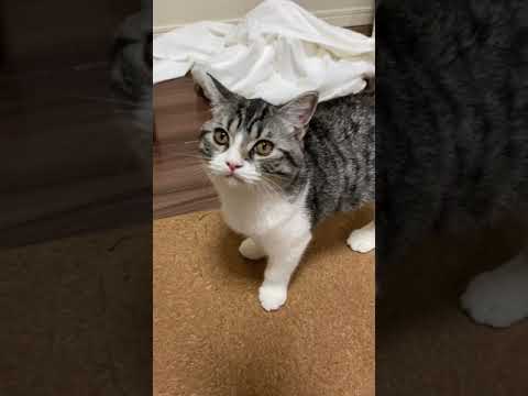 タワーから降りてきてお手する子猫【スコティッシュフォールド】#shorts