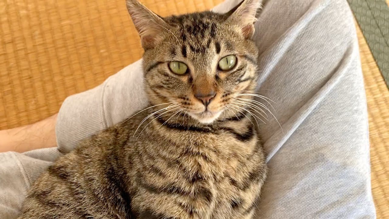 イタズラをする子猫にお仕置きしたら逆ギレされました...