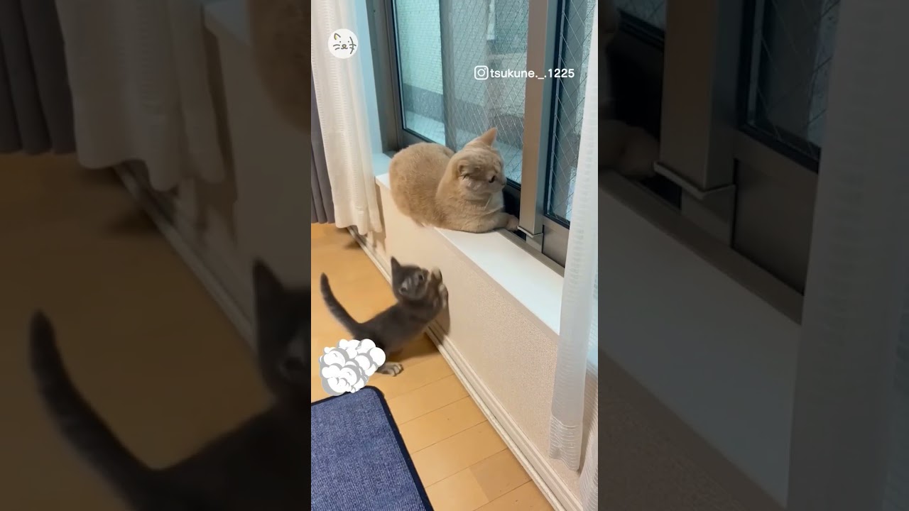 早く気付いて！マンチカン子猫の可愛いアピール🐱 #猫王国 #マンチカン子猫