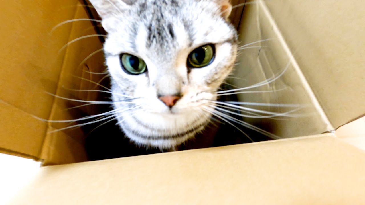 ダンボール大好き！な猫【アメリカンショートヘアー】