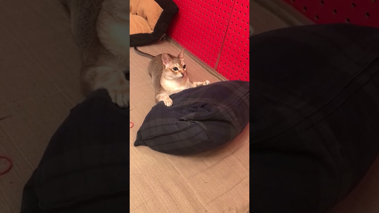 クッションの正しい使い方も知っているシンガプーラなのにゃ♪