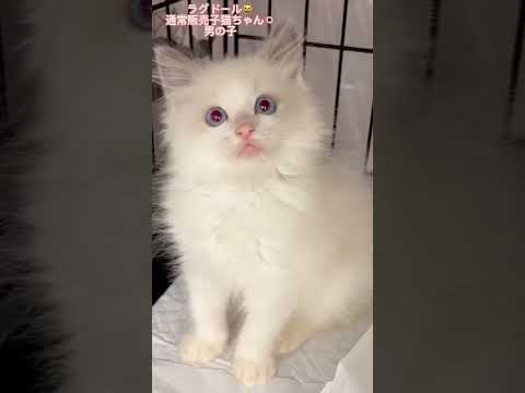 #ラグドール子猫 ちゃん　通常販売の😸