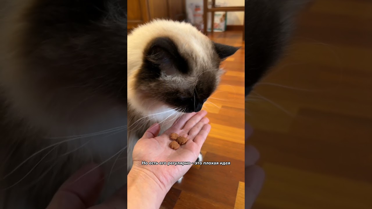 Могут ли люди есть кошачью еду?