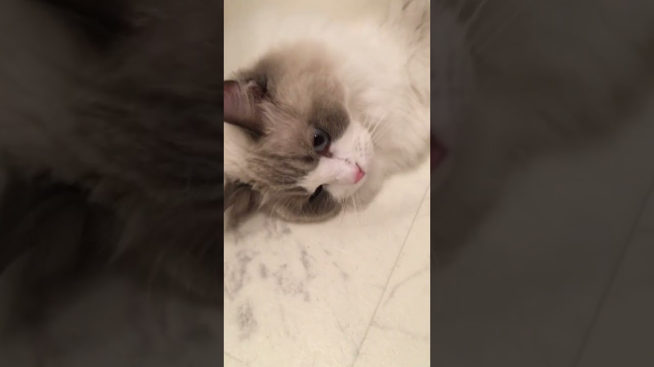 ご主人様が帰って来て喜ぶラグドールのマルちゃん