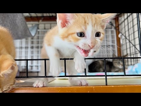 ごはんと大騒ぎするも出遅れて焦る子猫 生後44日【ミドくん日記#34】A kitten mewling loudly for food.