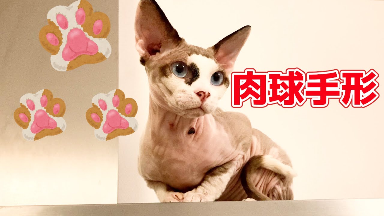 163:スフィンクス猫の手形