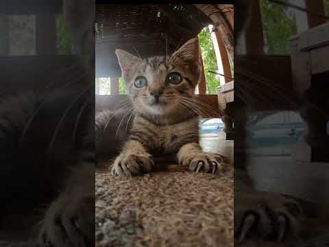 Charlie the Manx Kitten #Shorts