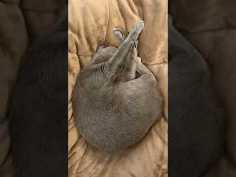 セナ、爆睡中。【ロシアンブルー】 #Shorts