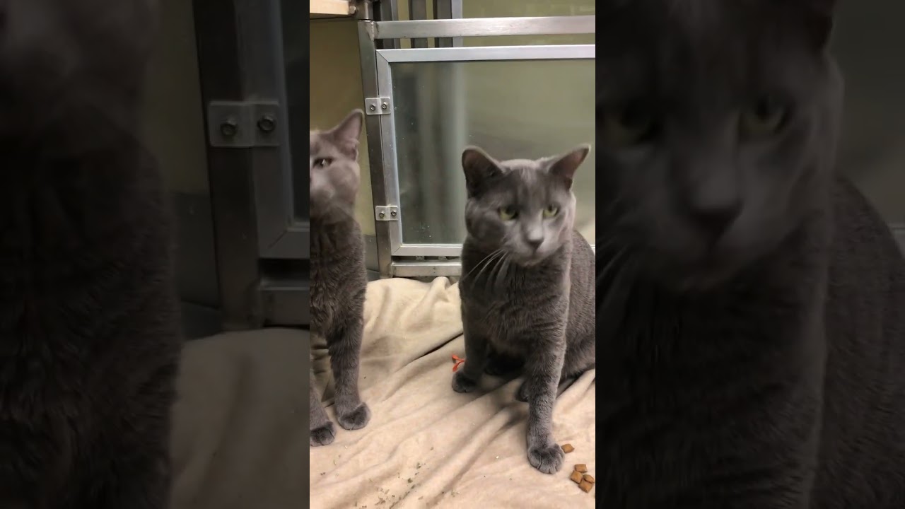Meet Stimpy a Domestic Shorthair currently available for adoption! 1/10/2023 7:19:15 PM