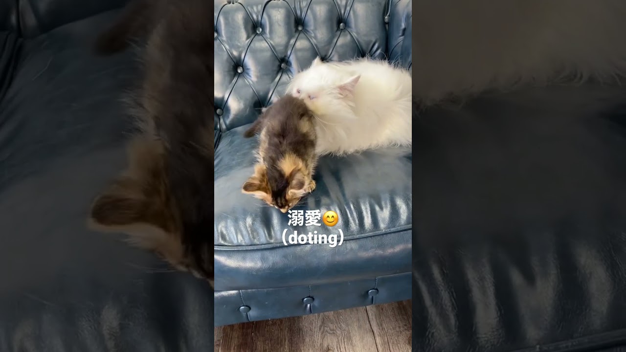 溺愛(doting)😍好きで好きでたまらない #ソマリ #ねこ #kitten #ペット #癒し