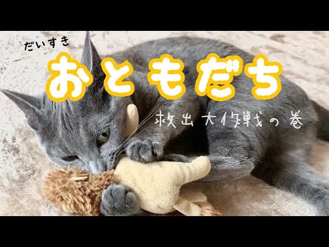 【猫】おともだちを救い出すねこ