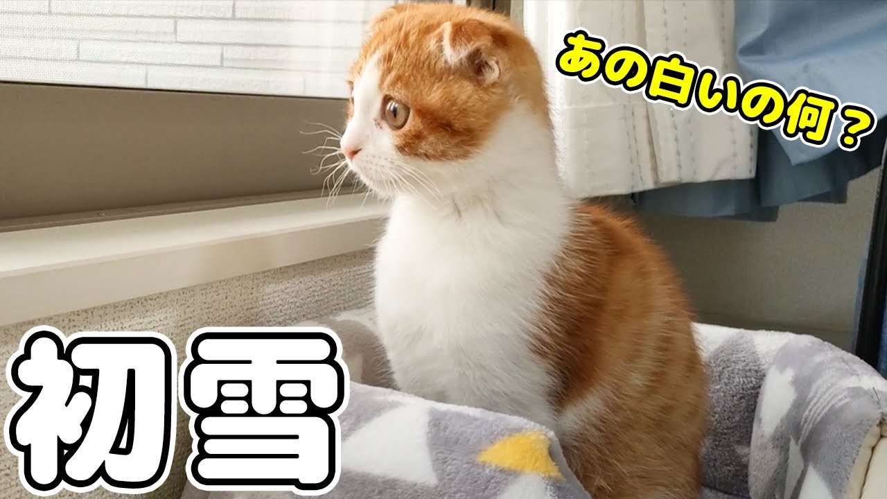 人生で初めて雪を見た子猫はこうなりましたｗ