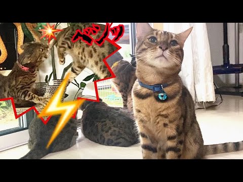 雷の日に嫁猫にも雷を落とされる夫猫⚡