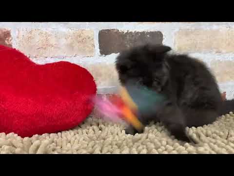 セルカークレックス　♂ 11/30