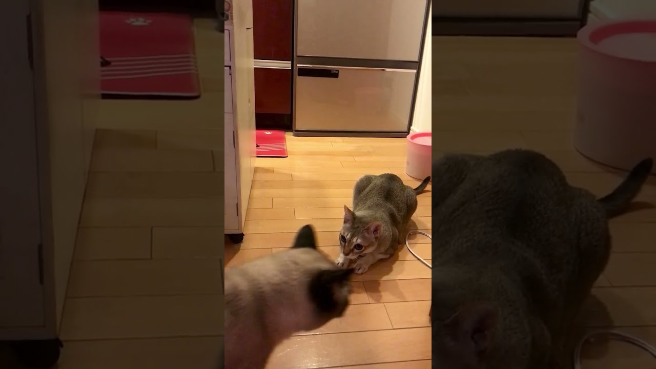 急にクンクンチェックするシンガプーラとたぬき猫なのにゃ♪