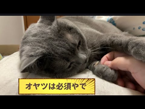 はじめさんの呟き #猫 #ブリティッシュショートヘア #catvideos