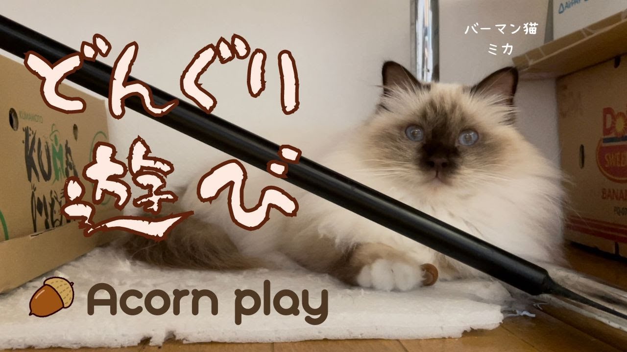 バーマン猫ミカ【どんぐり遊び】Acorn play（バーマン猫）Birman/Cat