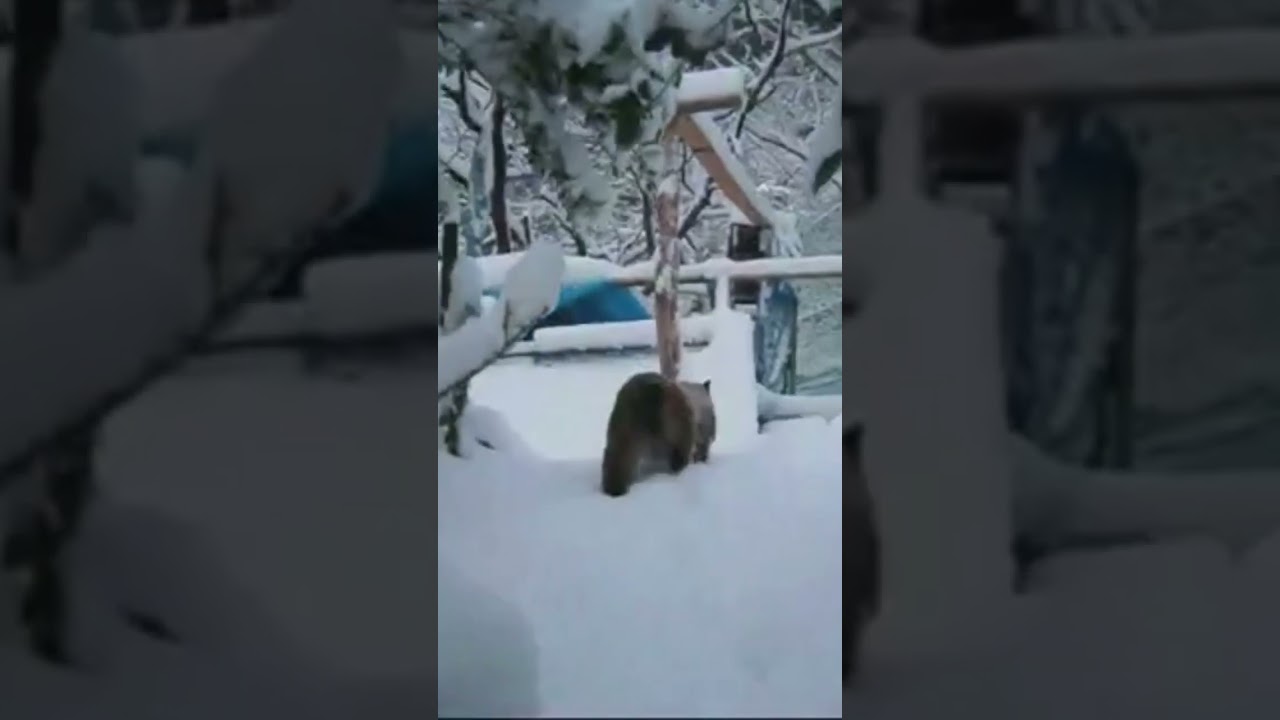 大雪にも負けないシャム猫ちゃん❤️ #shorts  #いなか猫  #外猫