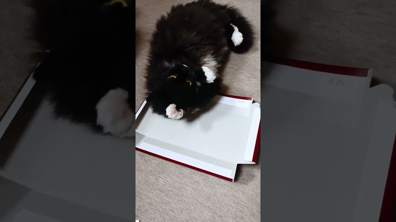 ハムが届いて一番はしゃいでいるのは•••そして最後は…?! #gato #セルカークレックス #ねこ #猫動画 #cat #short #selkirkrex  #伊藤ハム