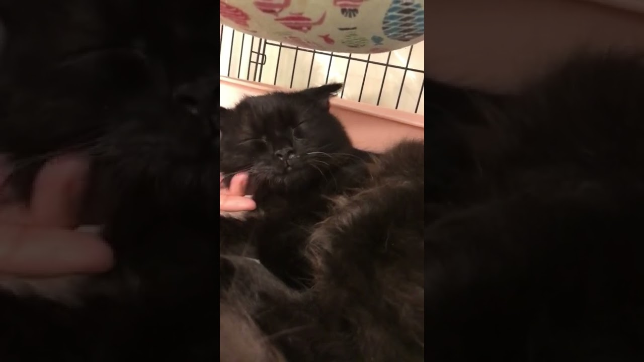 里親募集中😸甘えん坊❣️スコティッシュフォールド　😸逢いに来てニャ😸
