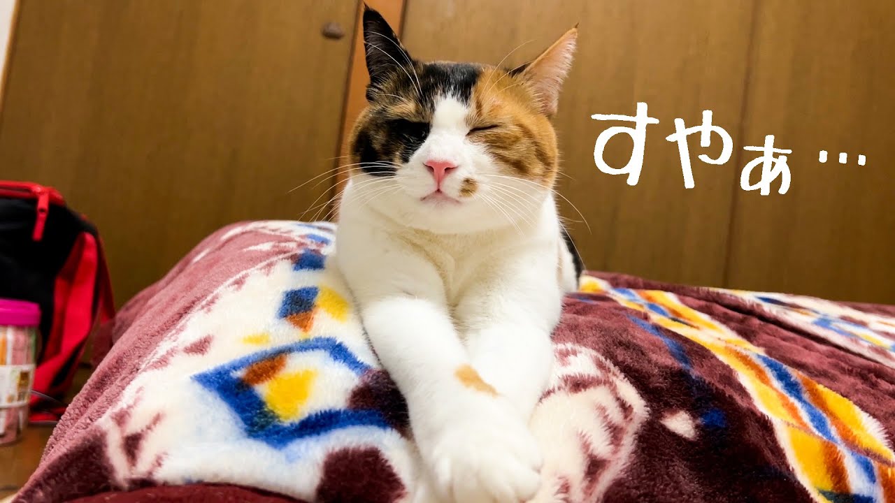 体力無限ねこも慣れない環境だとこうなります。