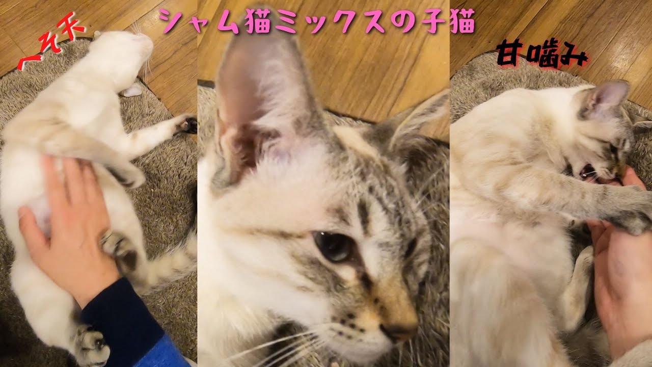 ＃shorts　シャム猫ミックスの子猫お腹を撫でるとへそ天は最高の癒し（保護猫カフェ森のねこ舎）