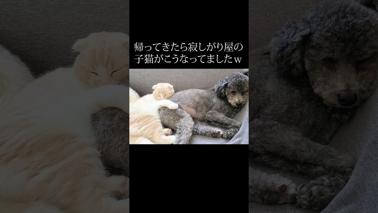 帰ってきたら寂しがり屋の子猫がこうなってました…