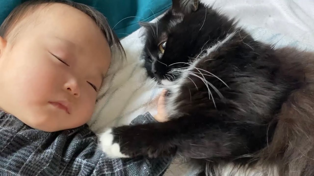赤ちゃんも加えて猫団子する猫　ノルウェージャンフォレストキャット　ラガマフィンA cat sleeping with a baby. Norwegian Forest Cat. Ragamuffin.