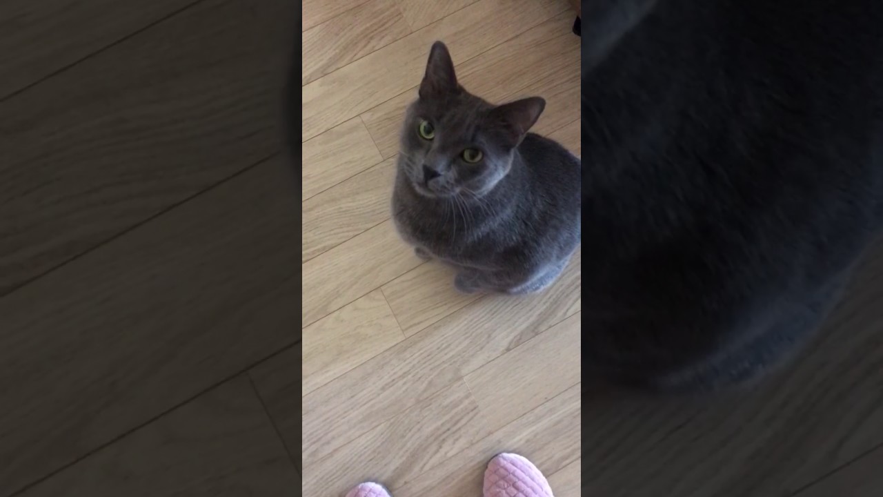 Horton our 7yr old Korat cat is at it again