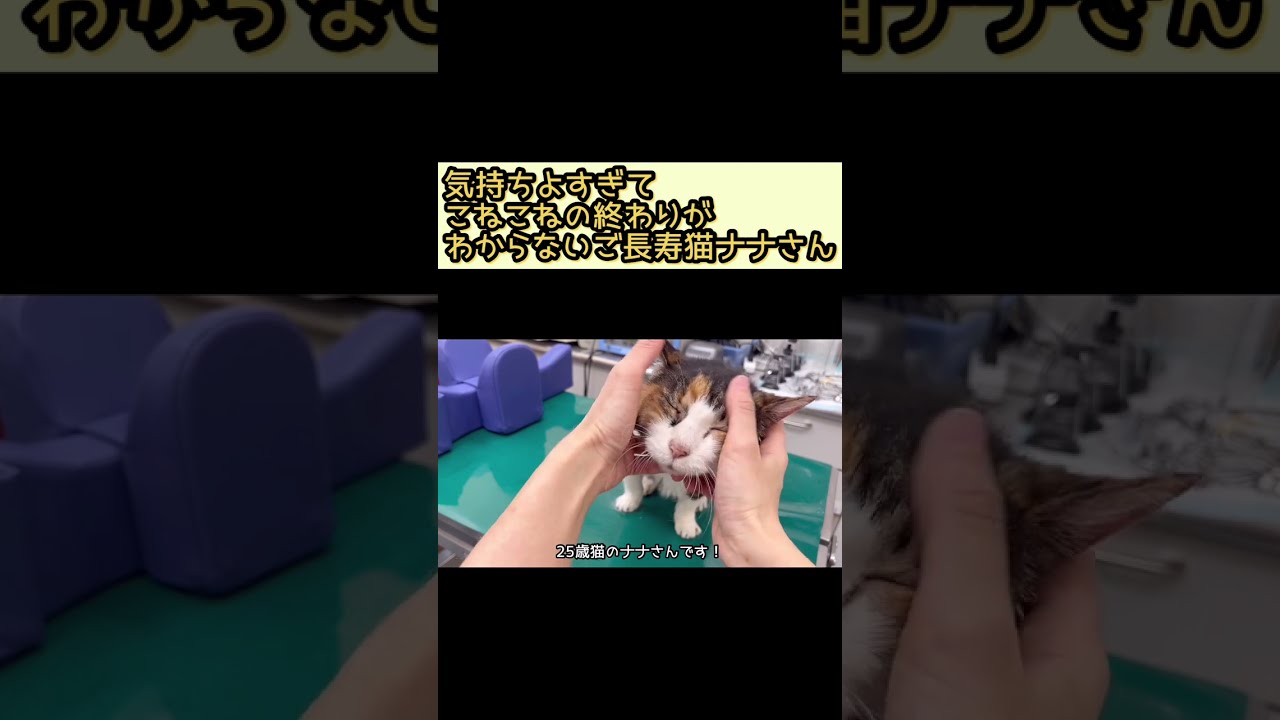 先生にこねこねされてうっとり顔のご長寿猫ナナさん【長寿猫ナナさん】#shorts