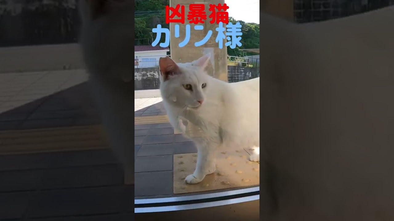 あの凶暴猫のカリン様が早く開けろ‼️と叫んでる Ferocious cat #shorts