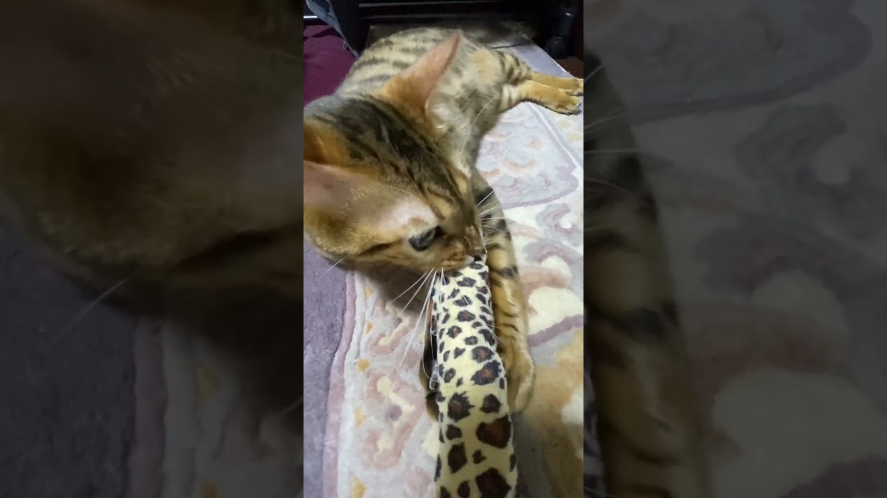 【ベンガル猫】　野獣化する猫　#shorts  　#YouTubeショート