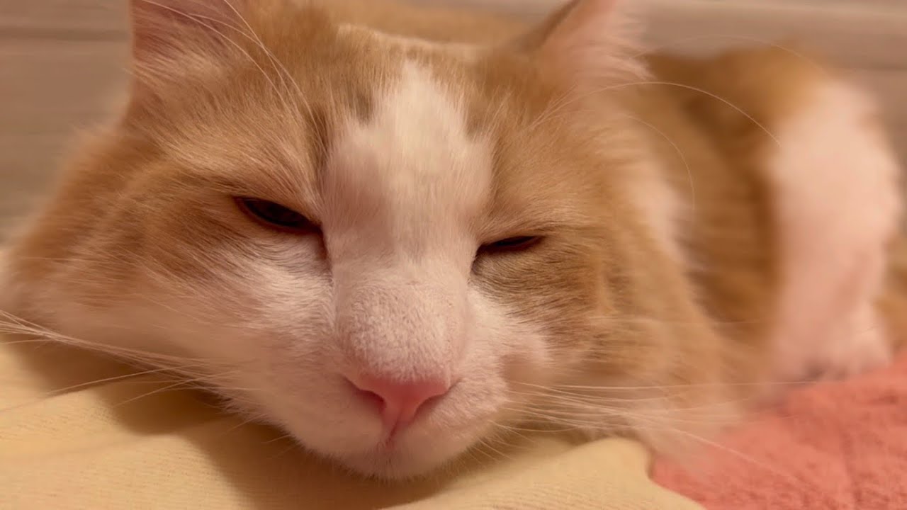 【ツンデレ❤︎】まくらで一緒に寝るノルウェージャンフォレストキャット❤︎