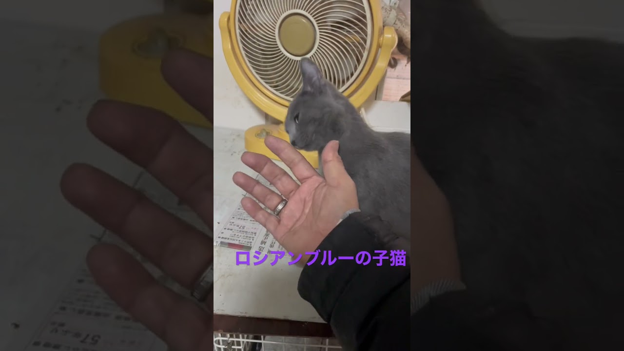 ロシアンブルーの子